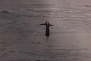Image 1-2